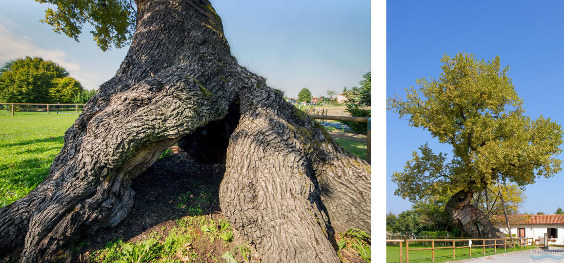 Villanova - a majestic oak with a trunk circumference of more than 6m