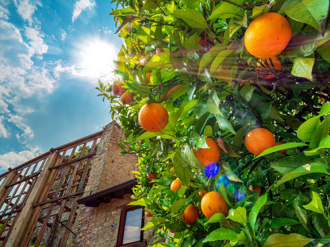 Limonaia del Castel