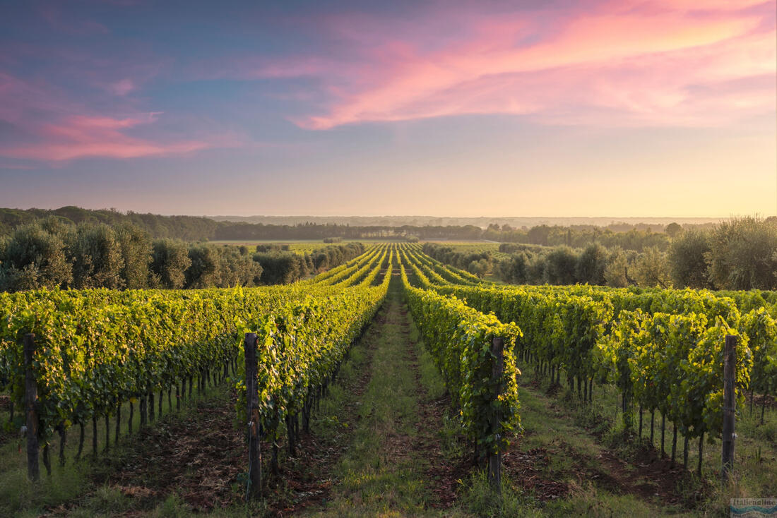 Bolgheri