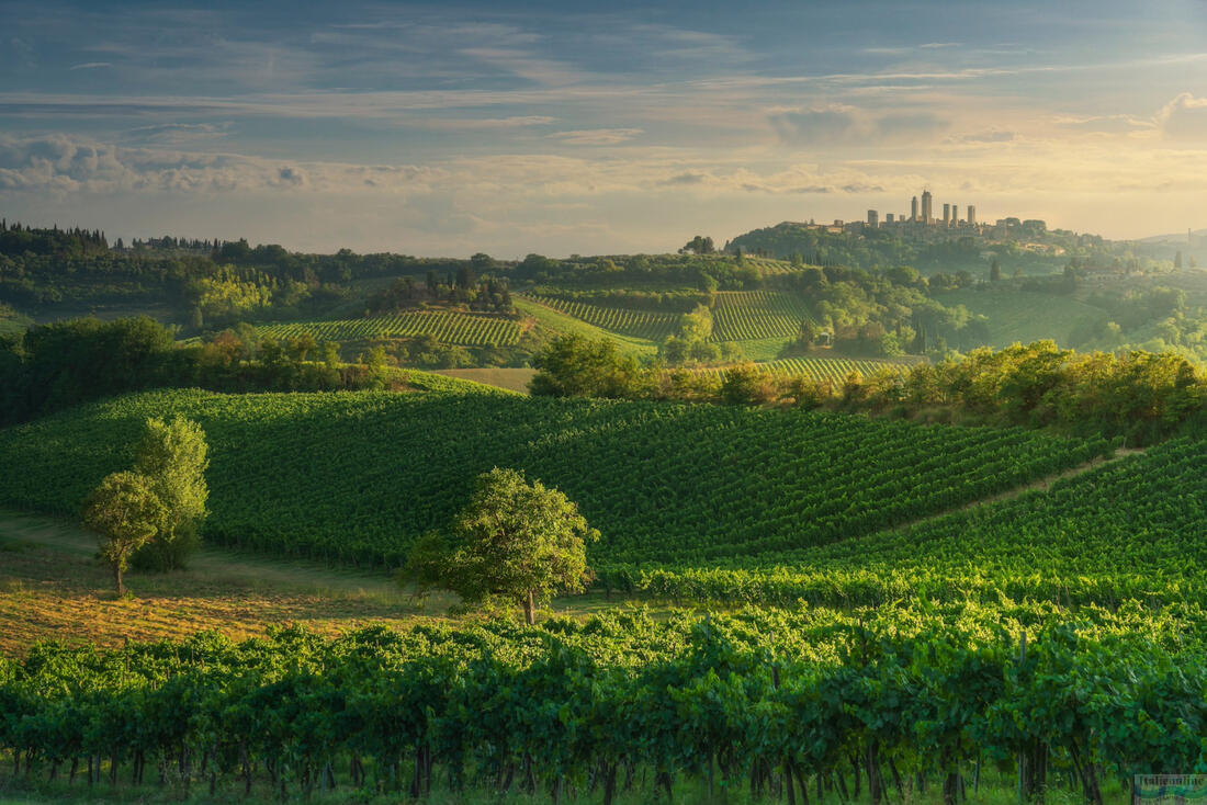 Vernaccia