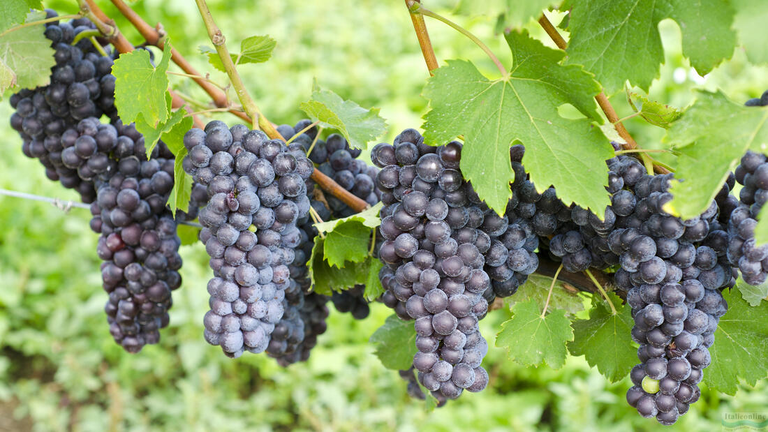 Nebbiolo grape