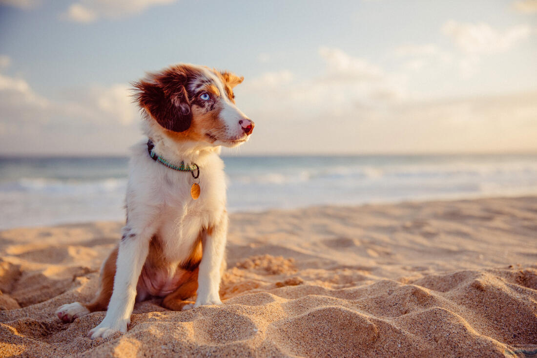 Australian shepherd on the beach in Lignano