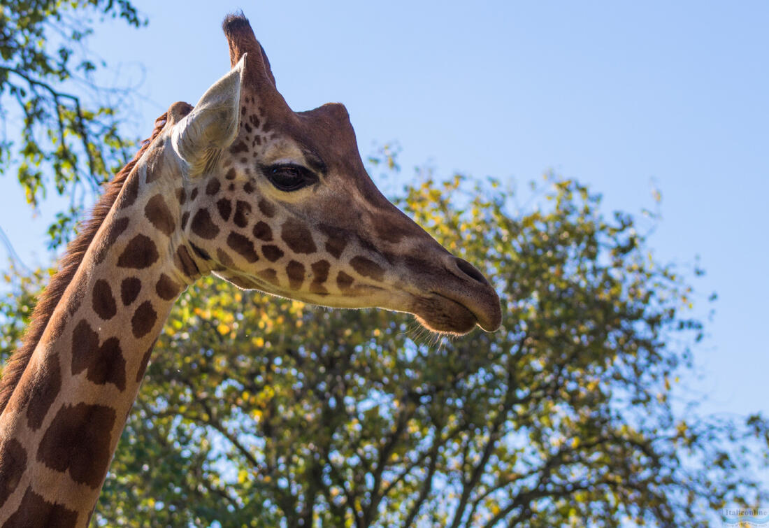 Punta Verde Zoo - young giraffe