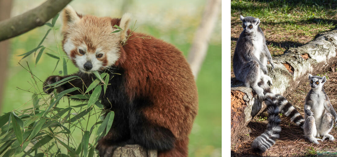 Punta Verde Zoo - on the left a rare red panda from Nepal, on the right a pair of katta lemurs