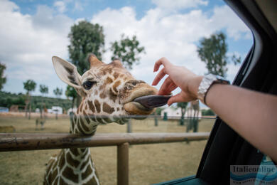 Archaeological Park or ZooSafari. Discover Fasano!