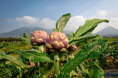 Artichokes in Italian cuisine