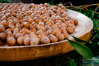 Hazelnuts from Piedmont