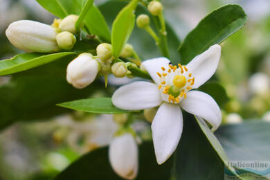 Neroli, the orange symbol of luxury