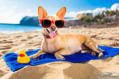 Dog beaches in Tuscany