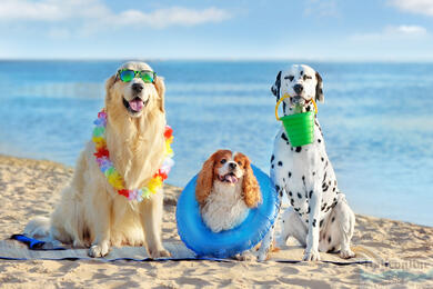 Dog beaches in Italy