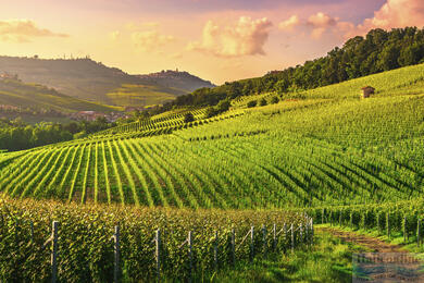 Italian wines - Piemonte: Home of Barola and Barberesca