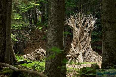 Breath of the Trees Trail in Lavarone