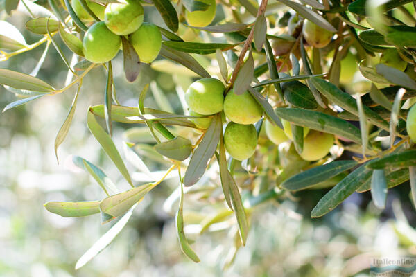 Harvesting olives in Italy